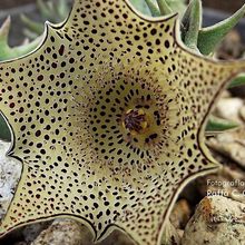 Una foto de Huernia pulchra