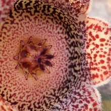 A photo of Orbeanthus hardyi