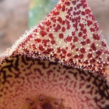 A photo of Orbeanthus hardyi