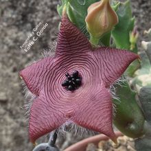 A photo of Stapelia clavicorona