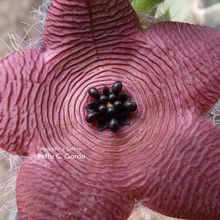 A photo of Stapelia clavicorona