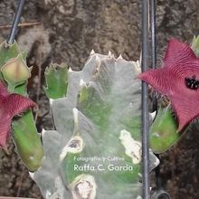 A photo of Stapelia clavicorona