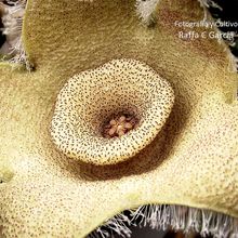 A photo of Orbea ciliata