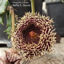 Una foto de Huernia hystrix