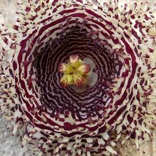 Una foto de Huernia hystrix