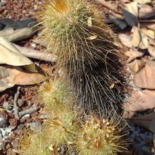 A photo of Mammillaria magnifica