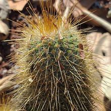 A photo of Mammillaria magnifica