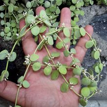 Una foto de Dischidia nummularia