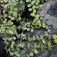 Una foto de Dischidia nummularia