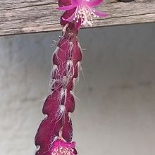 A photo of Lepismium cruciforme