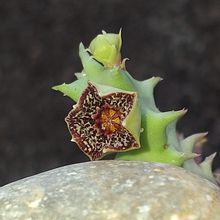 A photo of Orbea carnosa subsp. keithii