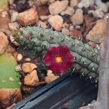 Una foto de Echidnopsis repens