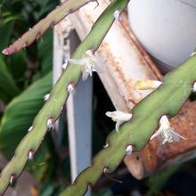 A photo of Lepismium cruciforme
