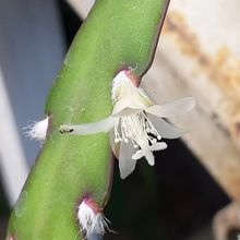 A photo of Lepismium cruciforme