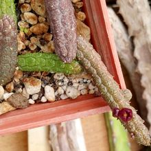 Photo of a cactus currently being identified
