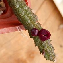Photo of a cactus currently being identified