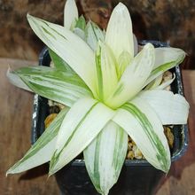 A photo of Haworthia cymbiformis fma. variegada
