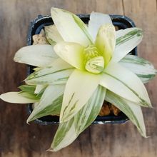 A photo of Haworthia cymbiformis fma. variegada