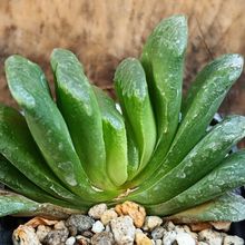 Foto de un cactus que se está identificando actualmente