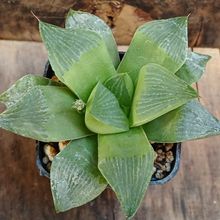 A photo of Haworthia retusa var. retusa