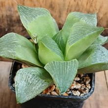 A photo of Haworthia retusa var. retusa