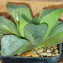 A photo of Haworthia retusa var. retusa