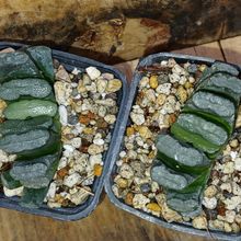 Una foto de Haworthia truncata
