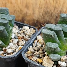 Una foto de Haworthia truncata
