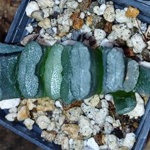 Una foto de Haworthia truncata