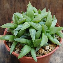 Photo of a cactus currently being identified