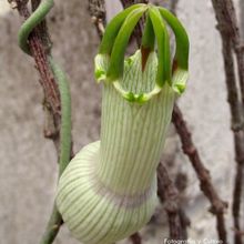 Una foto de Ceropegia ampliata