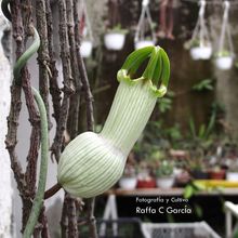 Una foto de Ceropegia ampliata