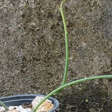 Una foto de Ceropegia ampliata