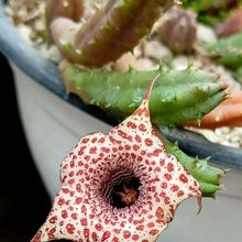 Foto de un cactus que se está identificando actualmente