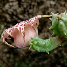 Foto de un cactus que se está identificando actualmente