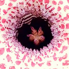 Foto de un cactus que se está identificando actualmente