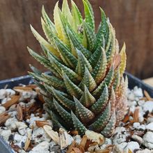 Foto de un cactus que se está identificando actualmente