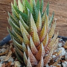 Foto de un cactus que se está identificando actualmente