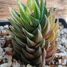 Foto de un cactus que se está identificando actualmente