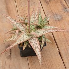 Photo of a cactus currently being identified