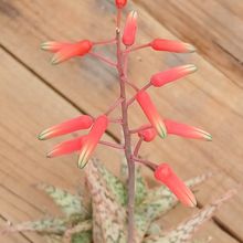 Photo of a cactus currently being identified