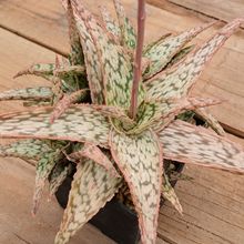 Photo of a cactus currently being identified