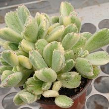 Photo of a cactus currently being identified