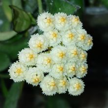 Photo of a cactus currently being identified