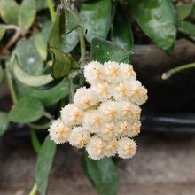 Photo of a cactus currently being identified