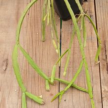 Foto de un cactus que se está identificando actualmente