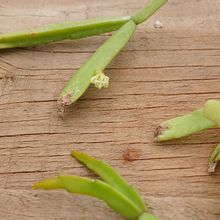 Foto de un cactus que se está identificando actualmente
