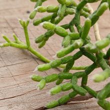Foto de un cactus que se está identificando actualmente