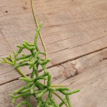 Foto de un cactus que se está identificando actualmente