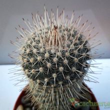 Una foto de Mammillaria geminispina
